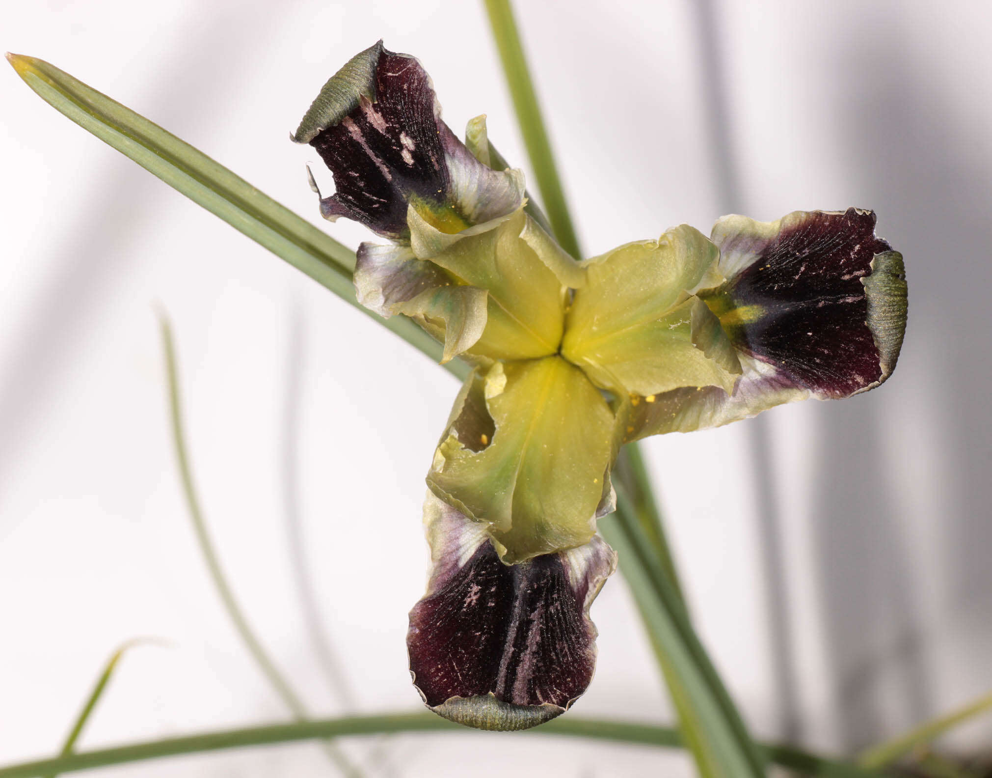 Image of Iris tuberosa L.