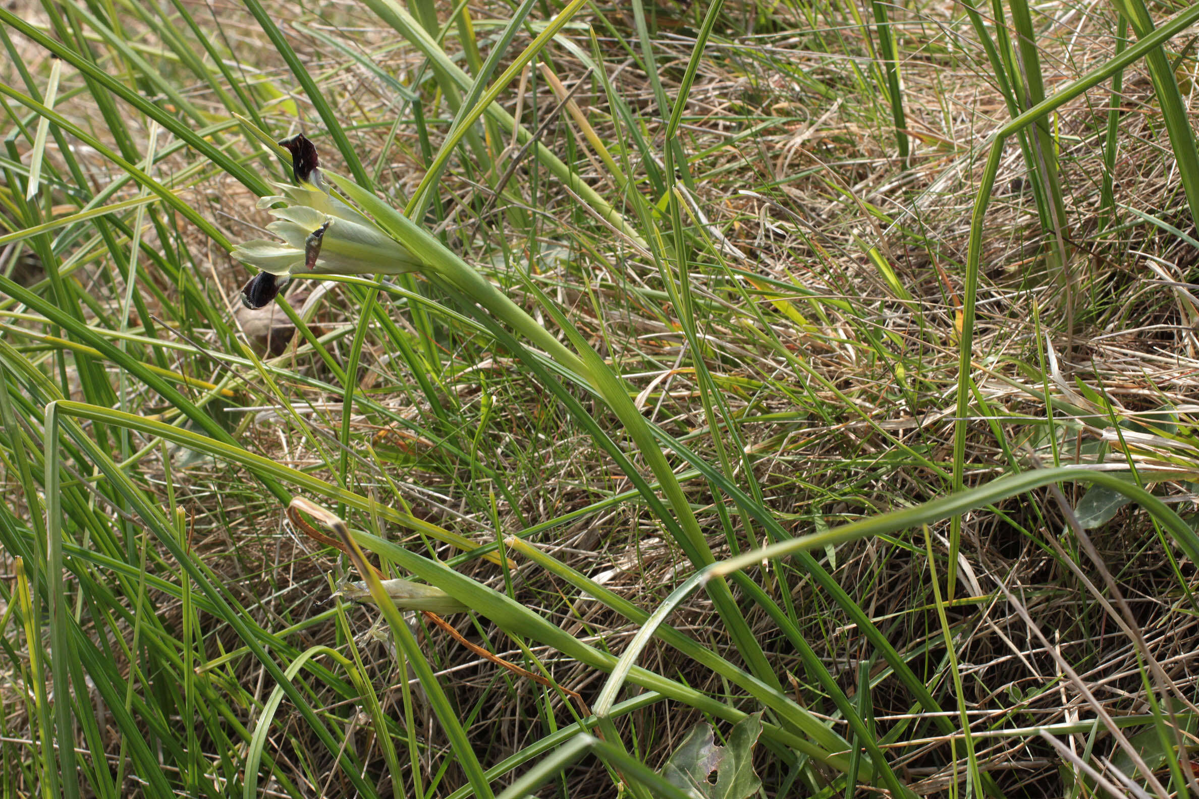 Image of Iris tuberosa L.