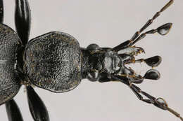 Image of Cychrus caraboides (Linnaeus 1758)