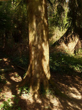 Image of western hemlock