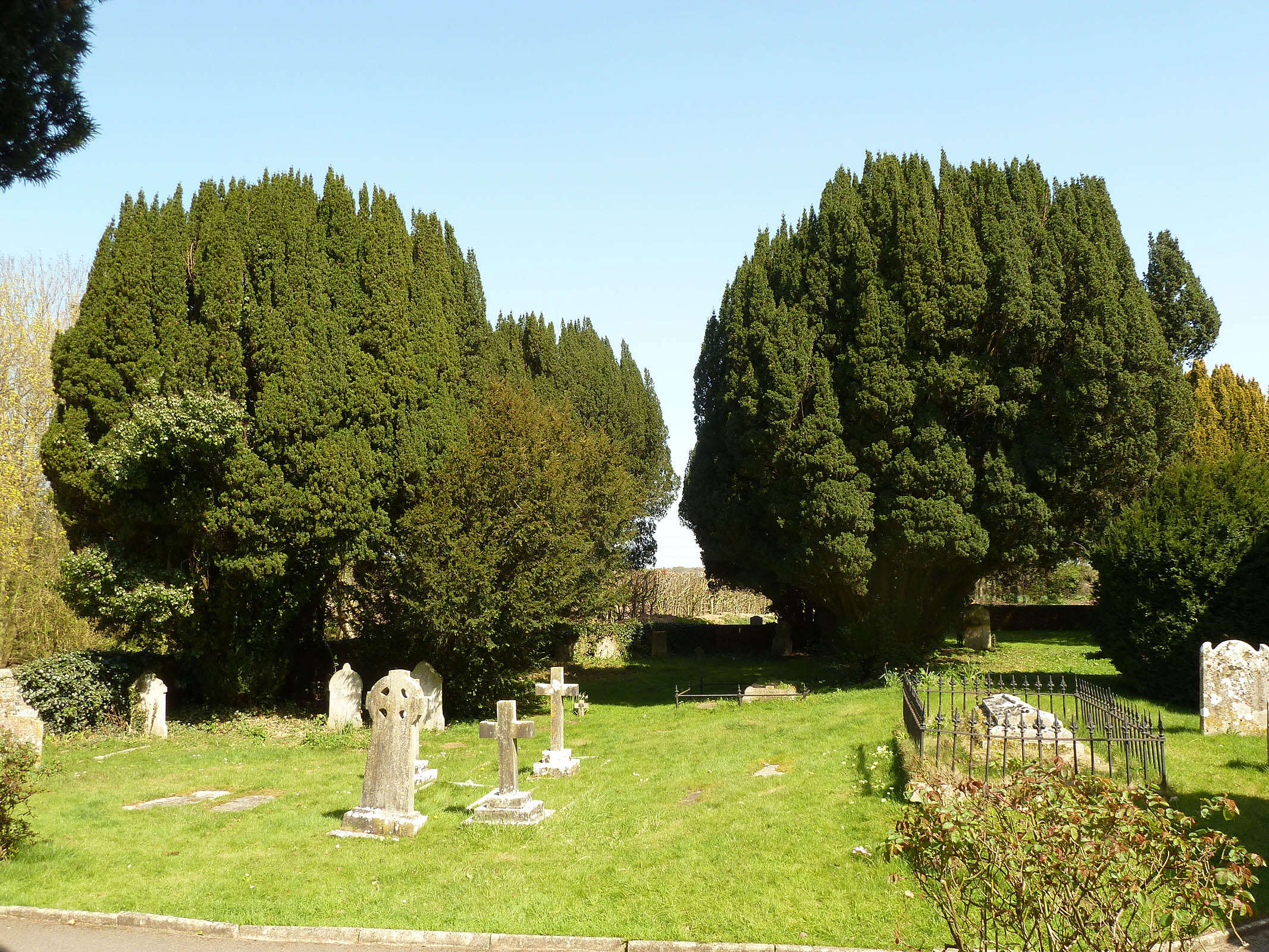 Image of Taxus baccata