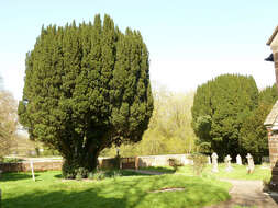 Image of Taxus baccata