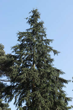 Image of western hemlock