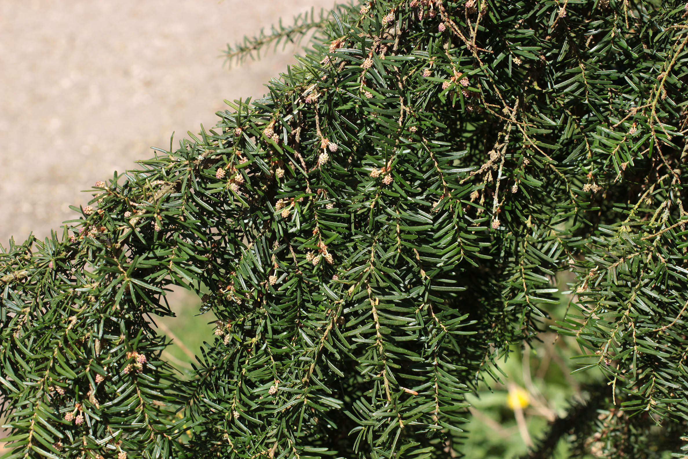 Image of western hemlock