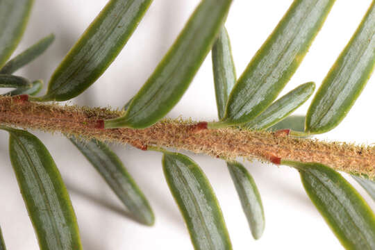 Image of western hemlock