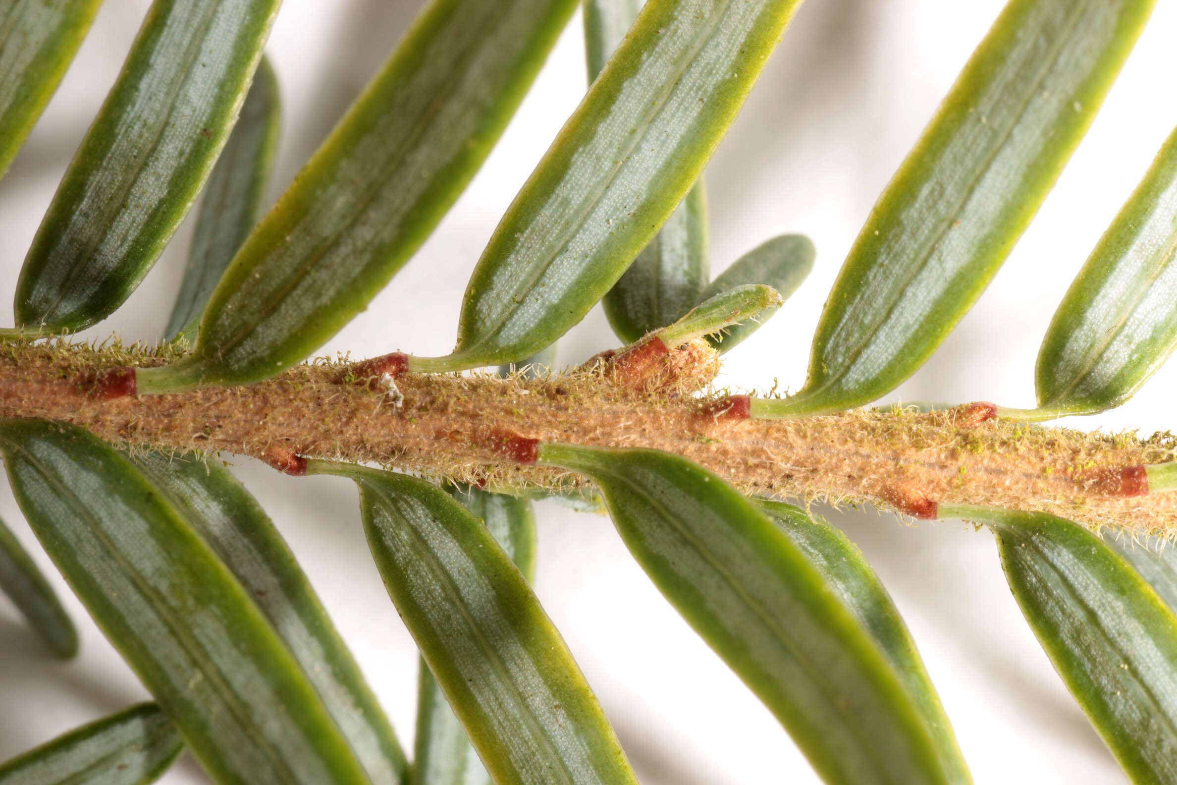 Image of western hemlock