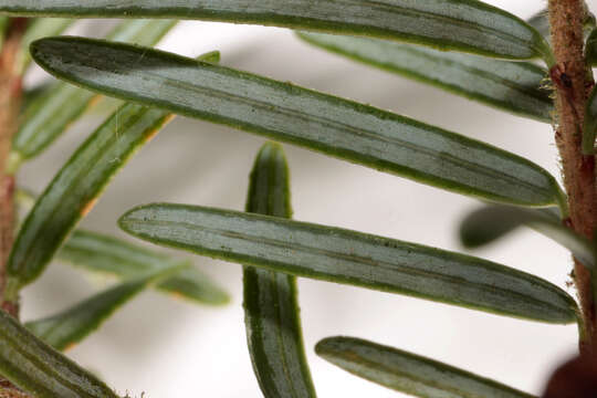 Image of western hemlock