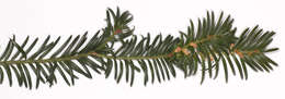 Image of <i>Taxus <i>baccata</i></i> var. baccata