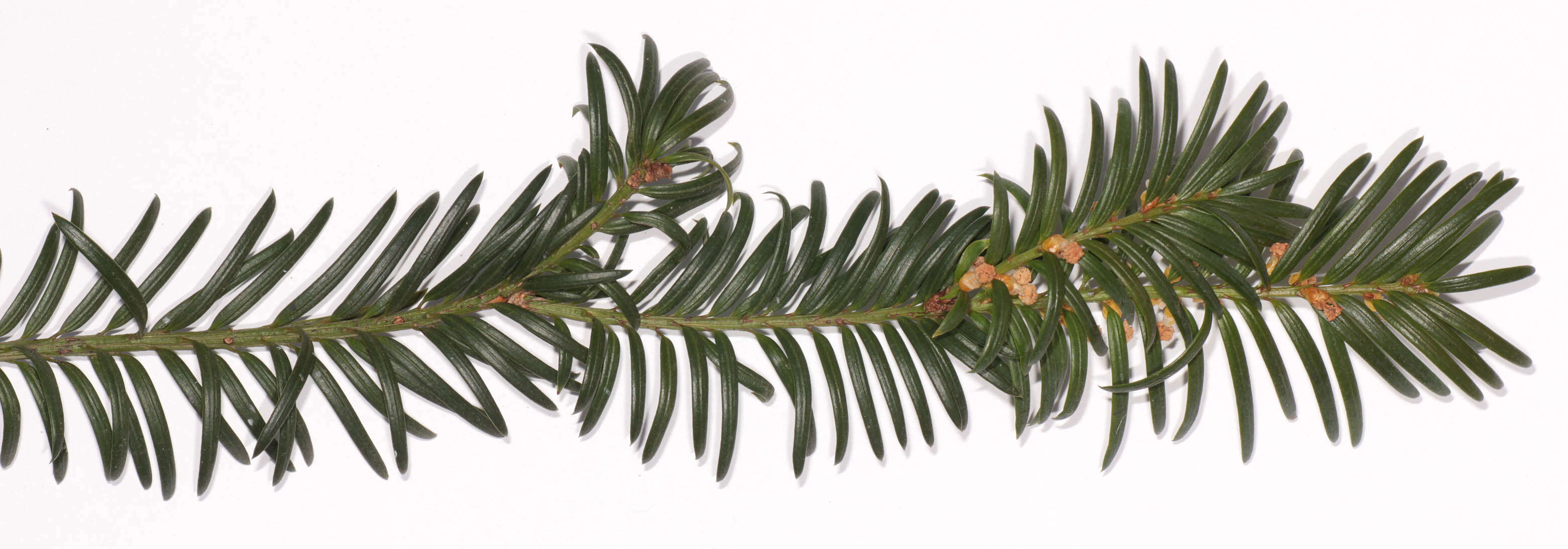 Image of <i>Taxus <i>baccata</i></i> var. baccata