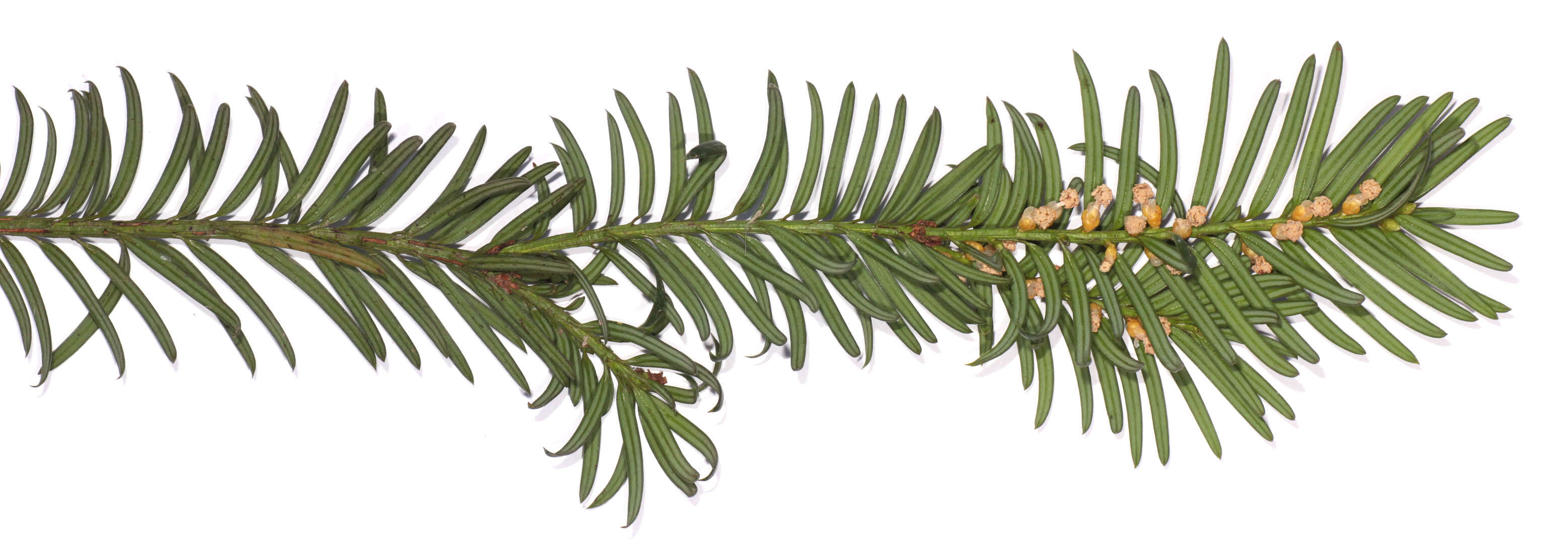 Image of <i>Taxus <i>baccata</i></i> var. baccata