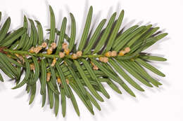 Image of <i>Taxus <i>baccata</i></i> var. baccata