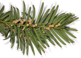 Image of <i>Taxus <i>baccata</i></i> var. baccata