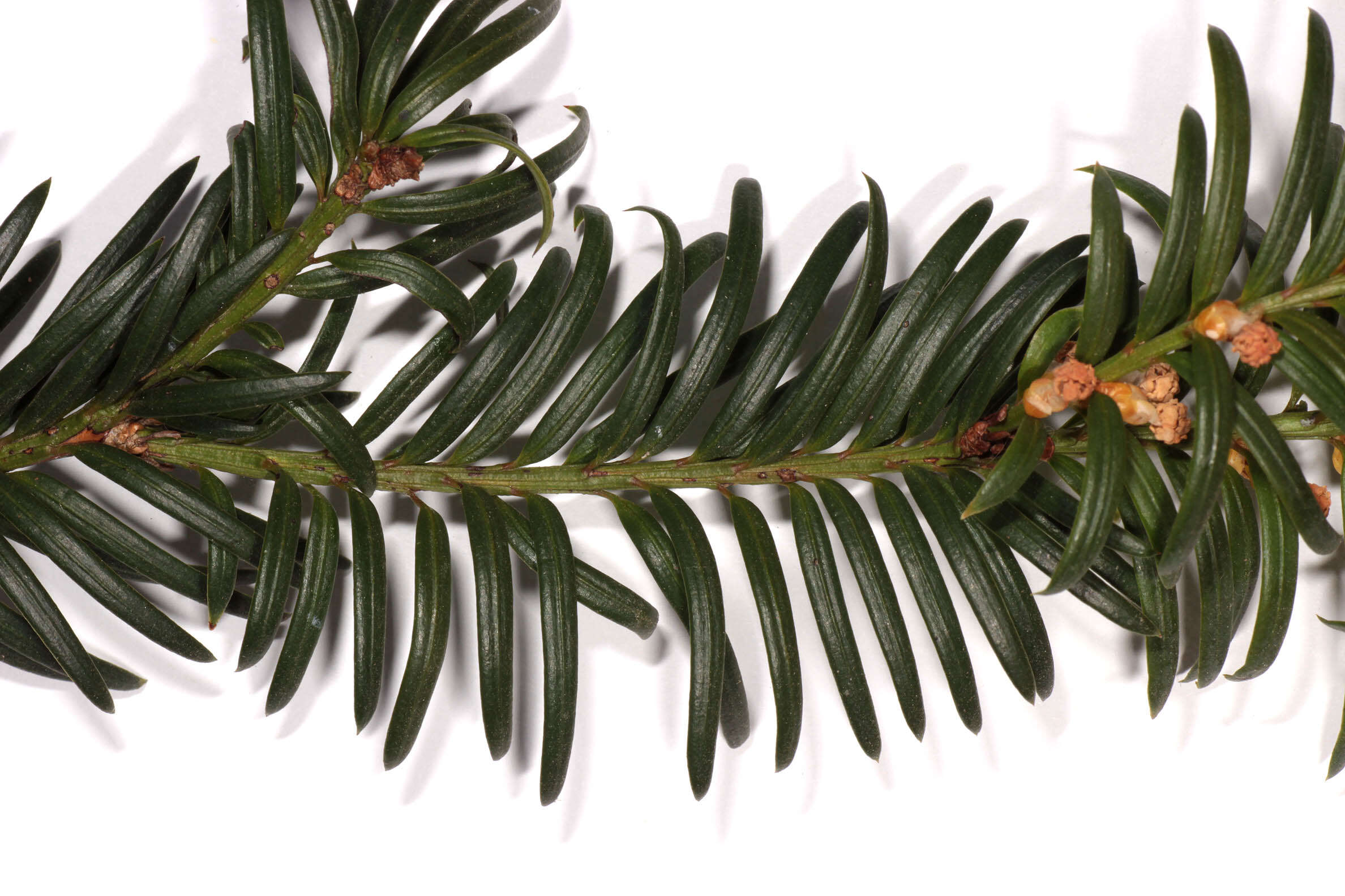 Image of <i>Taxus <i>baccata</i></i> var. baccata