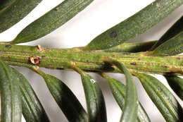 Image of <i>Taxus <i>baccata</i></i> var. baccata