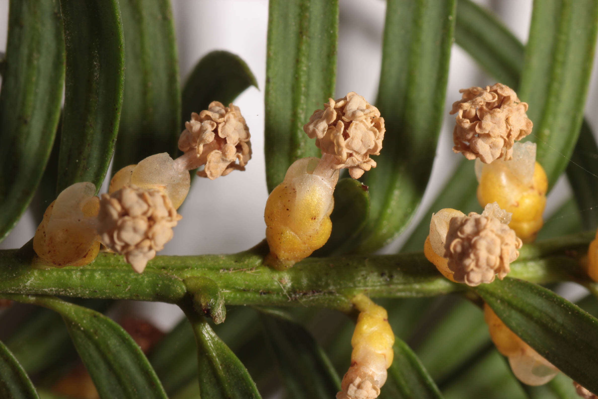 Image of <i>Taxus <i>baccata</i></i> var. baccata