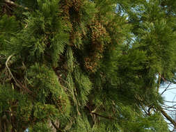 Sequoiadendron resmi