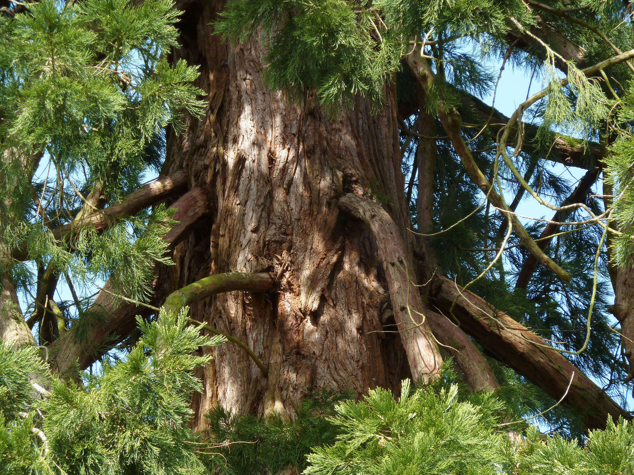 Image of giant sequoia