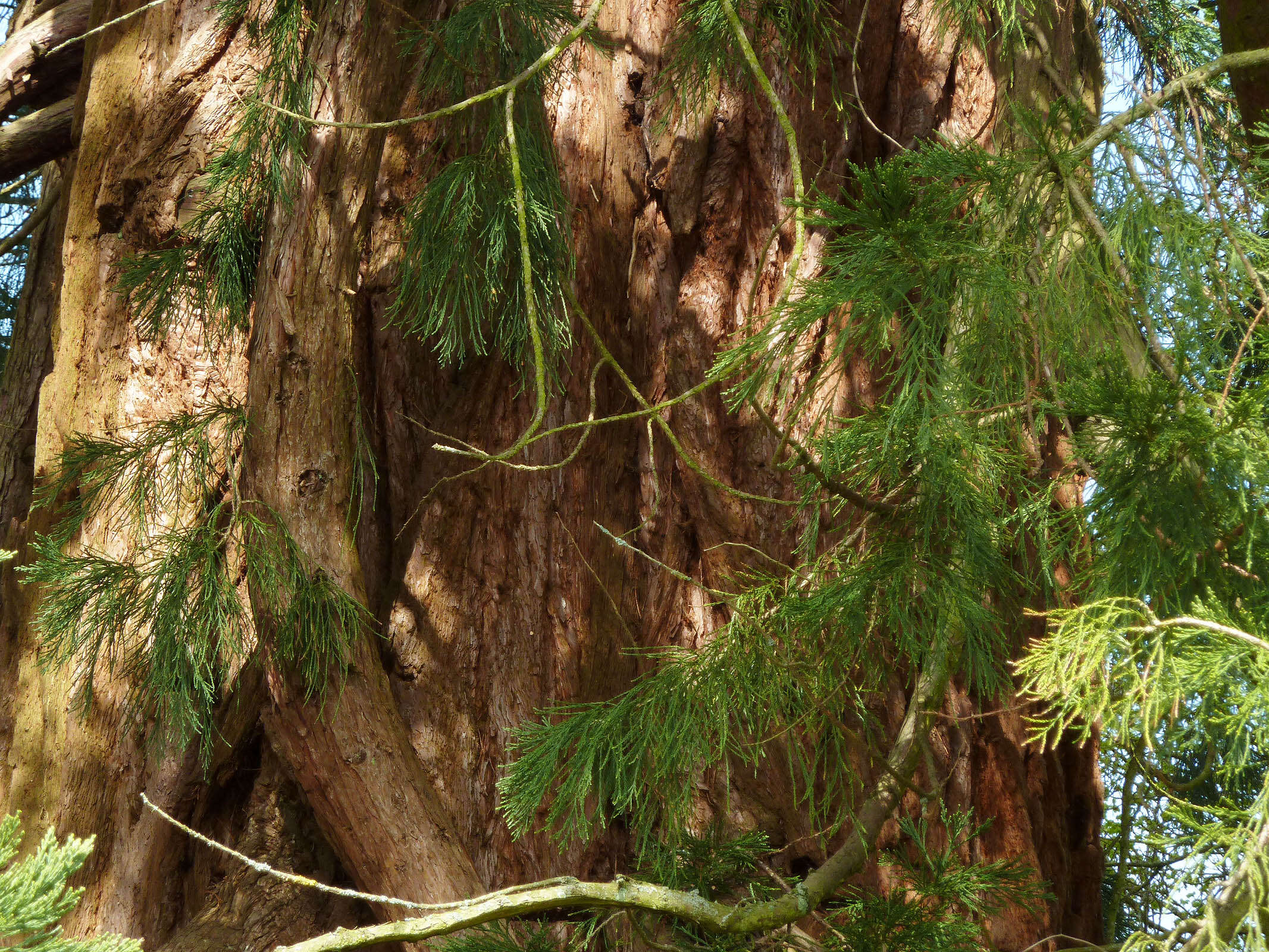 Sequoiadendron resmi