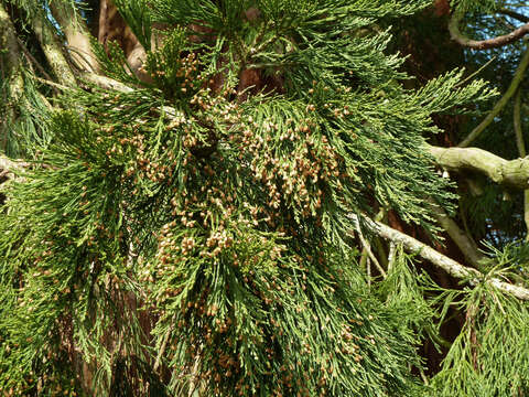 Sequoiadendron resmi