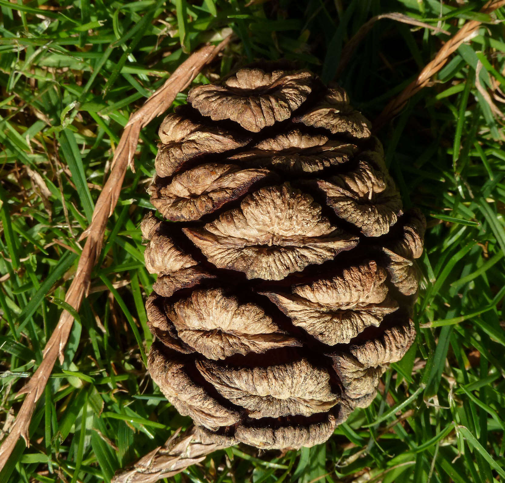 Image of giant sequoia