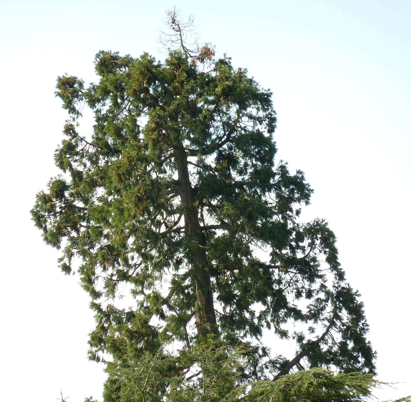 Sequoiadendron resmi