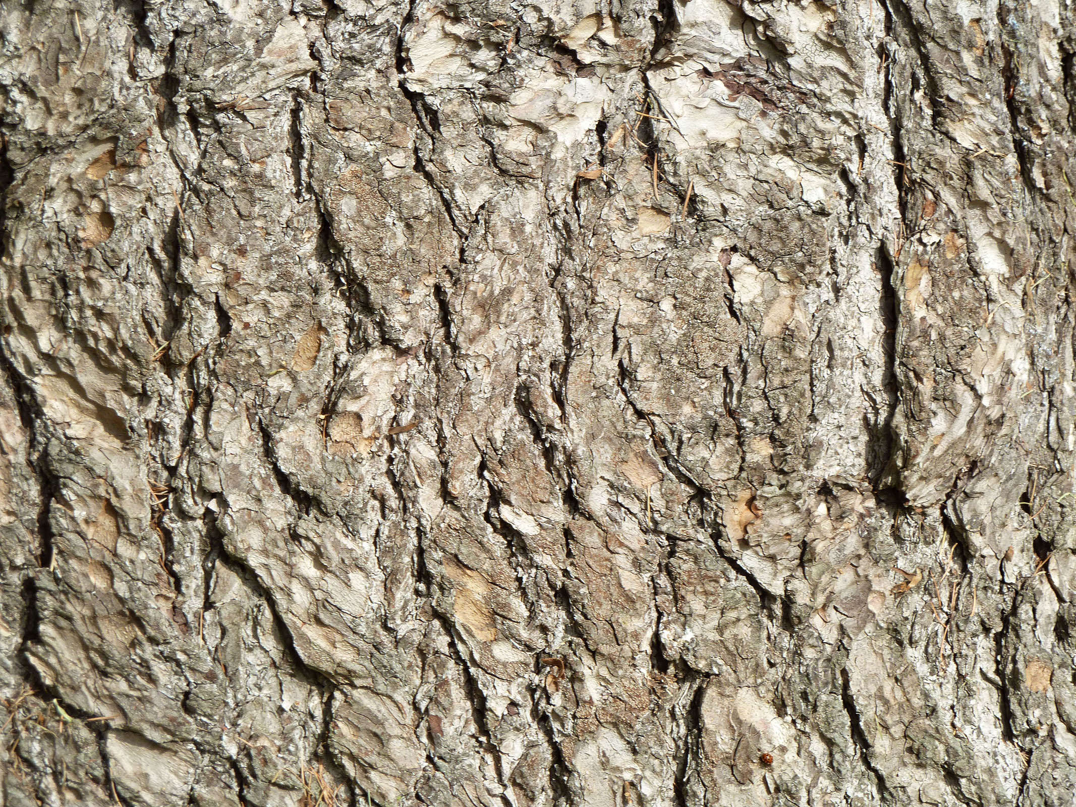 Image of Atlas Cedar