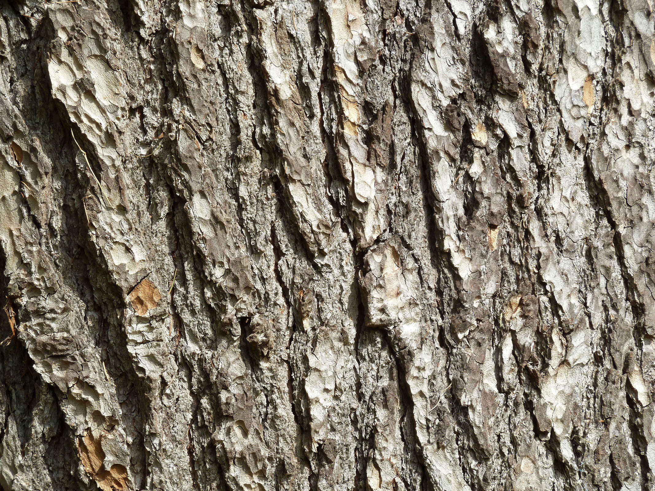 Image of Atlas Cedar