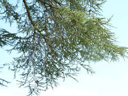 Image of Atlas Cedar