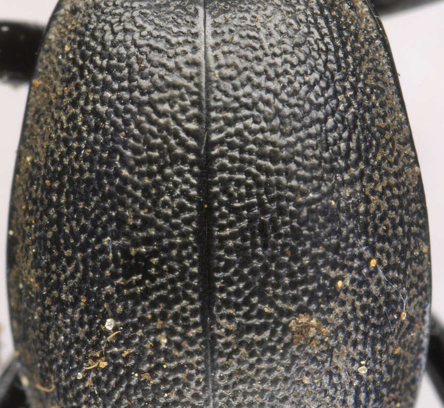 Image of Cychrus caraboides (Linnaeus 1758)