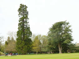 Image of Atlas Cedar