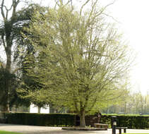 Image of European hornbeam