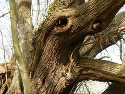 Image of Sweet Chestnut