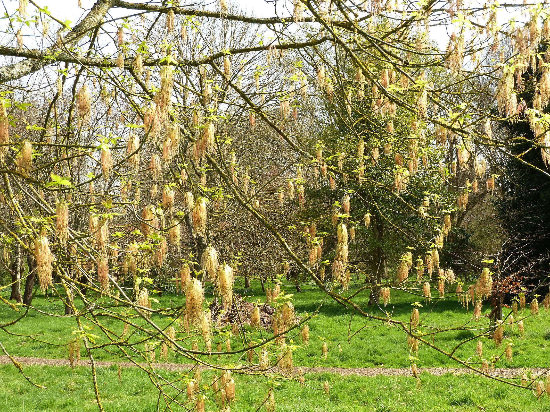 Image of Box Elder