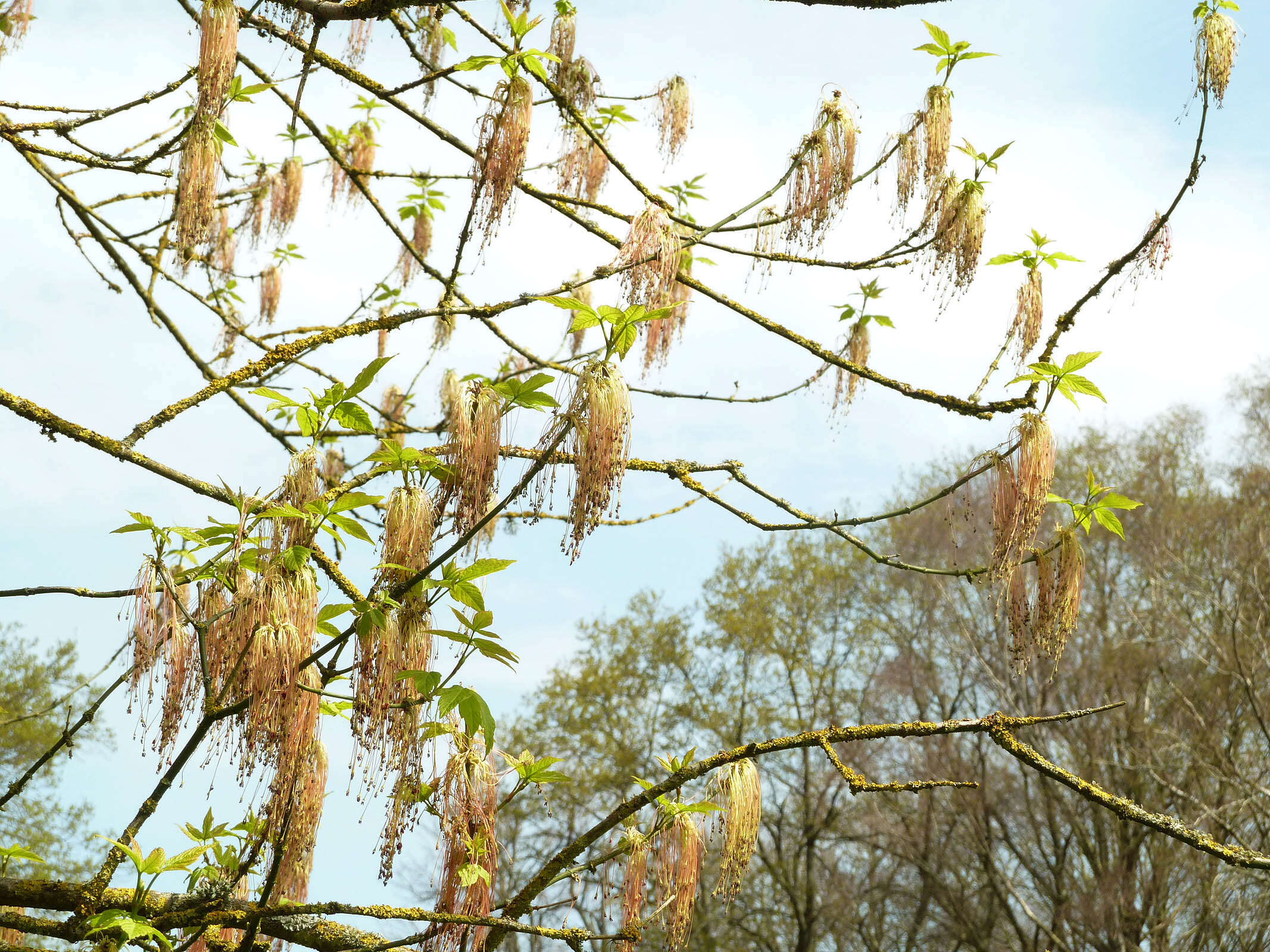 Image of Box Elder