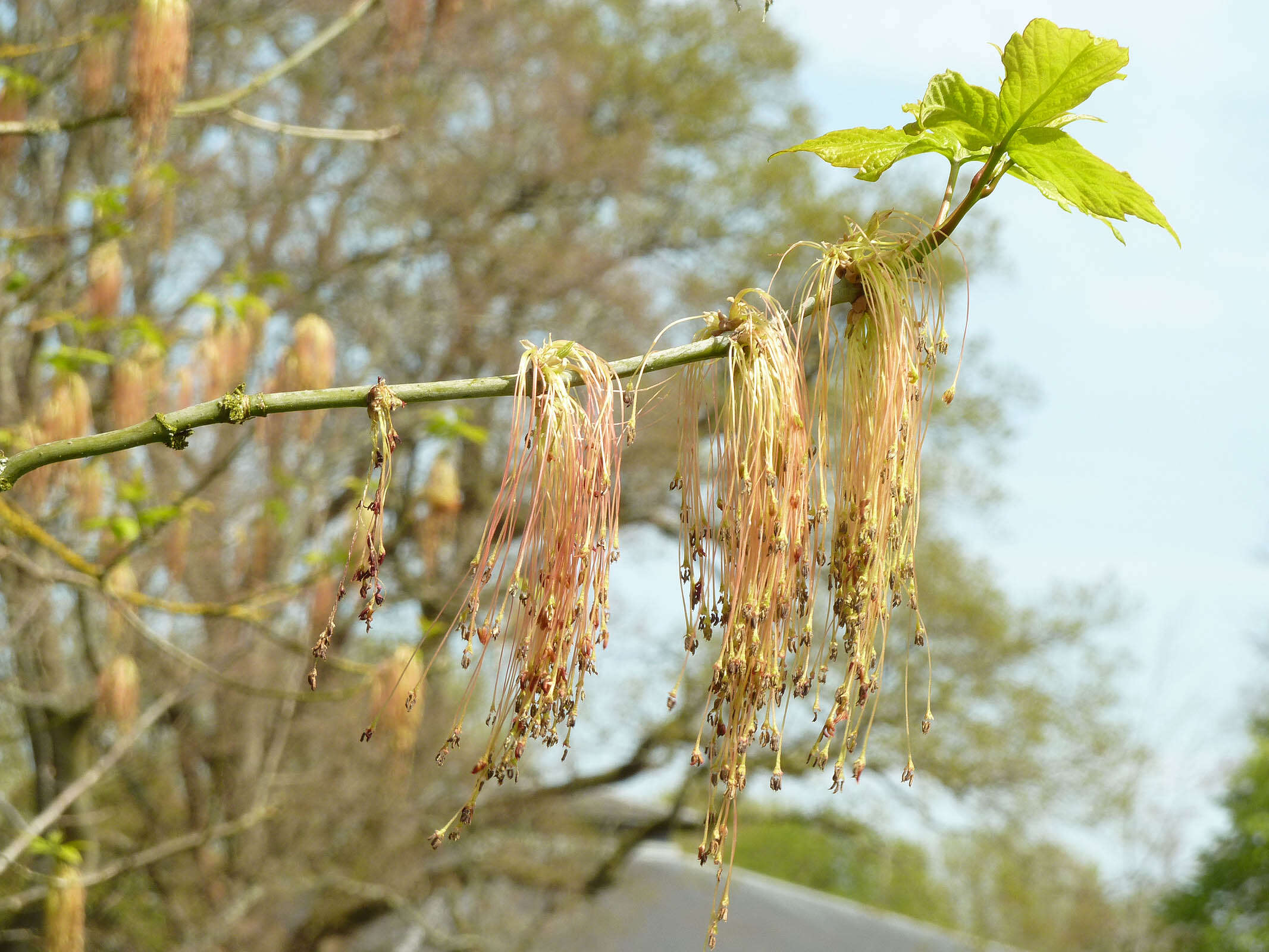 Image of Box Elder