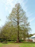 Image of dawn redwood