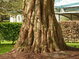 Image of dawn redwood