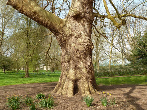 Sivun <i>Platanus</i> occidentalis × Platanus <i>orientalis</i> kuva