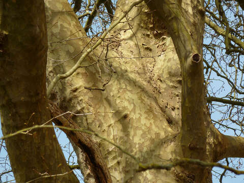 Image of <i>Platanus</i> occidentalis × Platanus <i>orientalis</i>