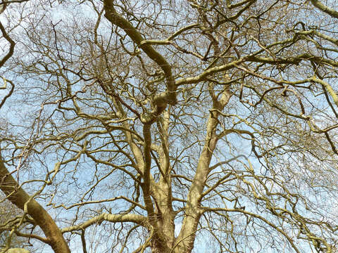 Image of <i>Platanus</i> occidentalis × Platanus <i>orientalis</i>