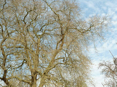 <i>Platanus</i> occidentalis × Platanus <i>orientalis</i> resmi