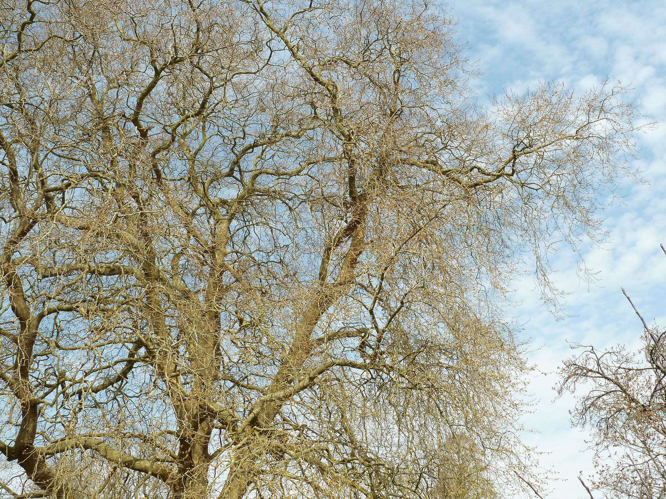 Sivun <i>Platanus</i> occidentalis × Platanus <i>orientalis</i> kuva