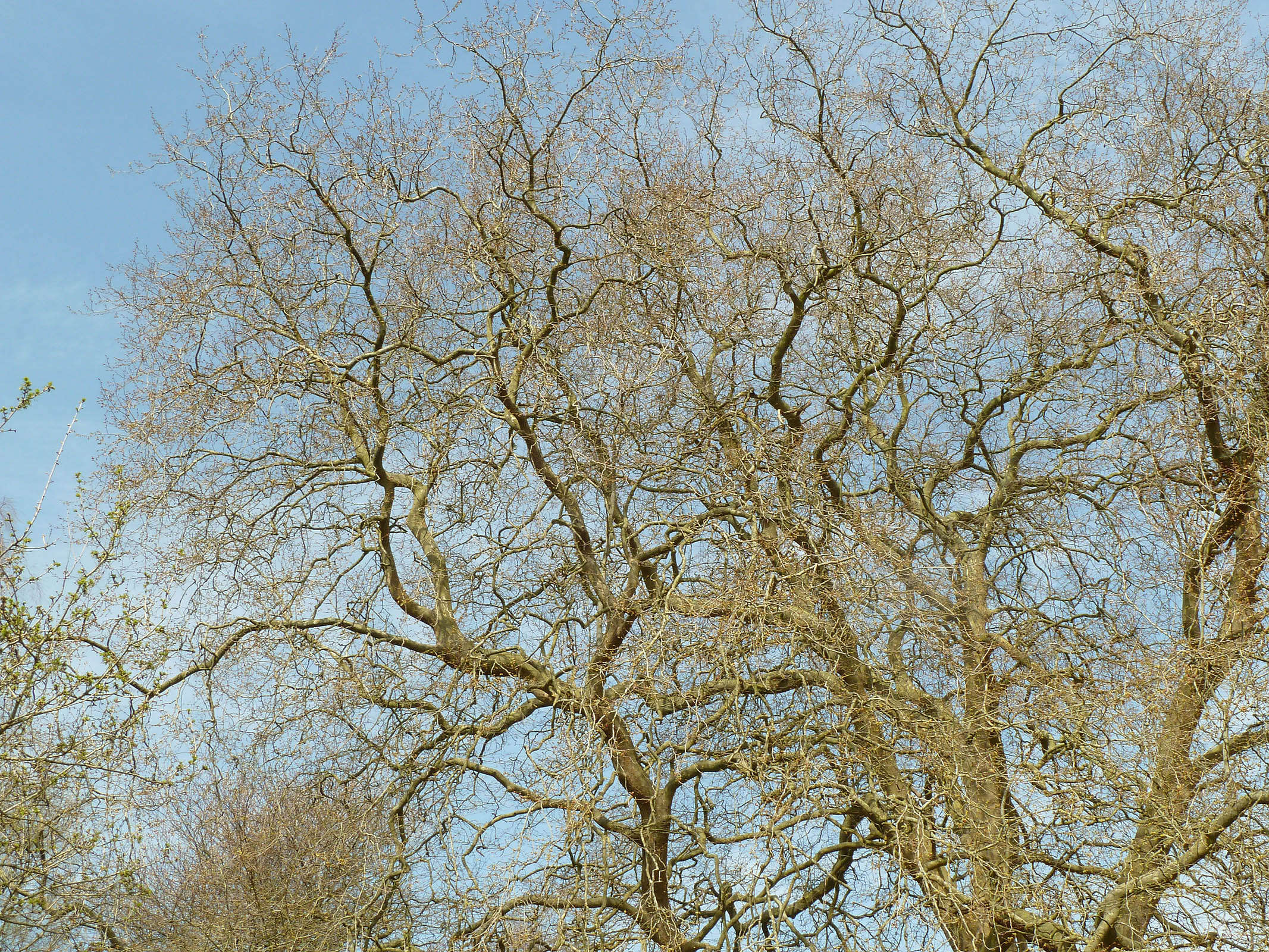 Image of <i>Platanus</i> occidentalis × Platanus <i>orientalis</i>