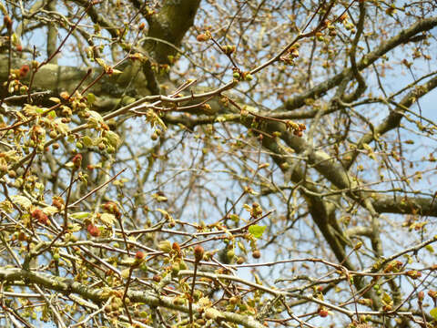 Image of <i>Platanus</i> occidentalis × Platanus <i>orientalis</i>