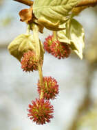 <i>Platanus</i> occidentalis × Platanus <i>orientalis</i> resmi