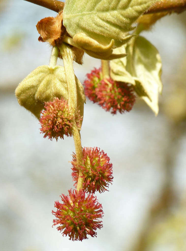 Sivun <i>Platanus</i> occidentalis × Platanus <i>orientalis</i> kuva