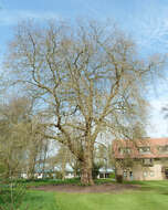 <i>Platanus</i> occidentalis × Platanus <i>orientalis</i> resmi