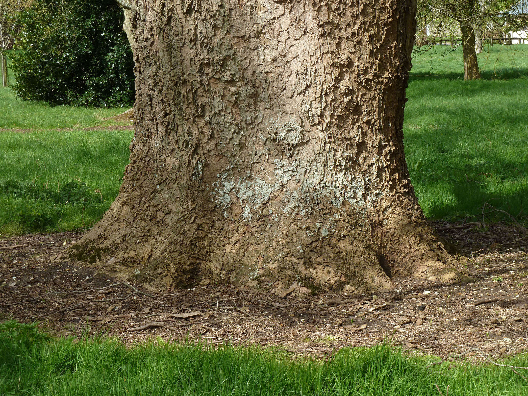 Image of Tulip tree