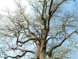 Image of Tulip tree