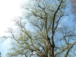 Image of Tulip tree